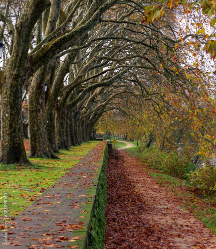 sycamore trees in autumn in ponte de lima portugal