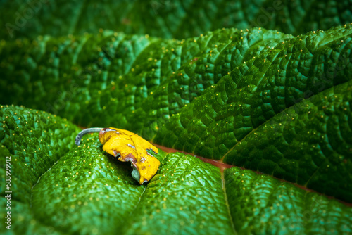 close up of a leaf on a leaf photo