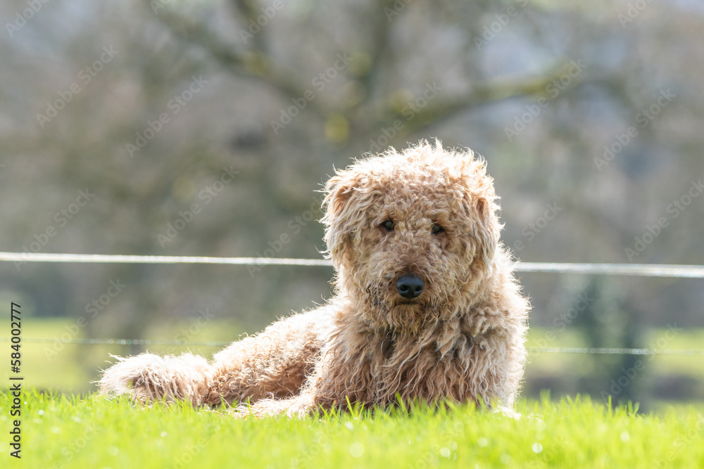 Beautiful Airedale Terrier lying in the sun. Her long fur glows in the sunlight. Beautiful Airedale Terrier lying in the sun. Her long fur glows in the sunlight.