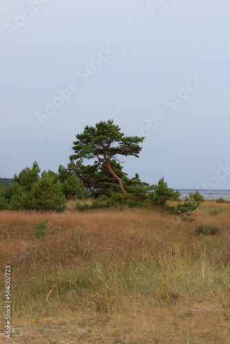 Crooked beach pine in Hiiumaa, Estonia. Summer and sun. photo