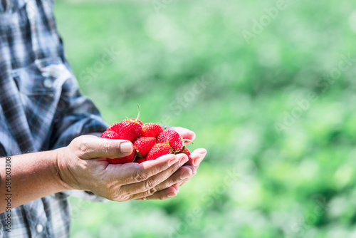 Farmer holding lots of fresh red strawberries which he harvested on the strawberry farm. to agriculture and organic farms concept.