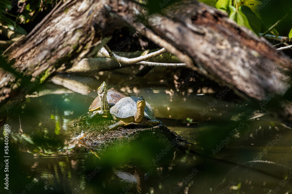 Obraz premium turtles int the pond