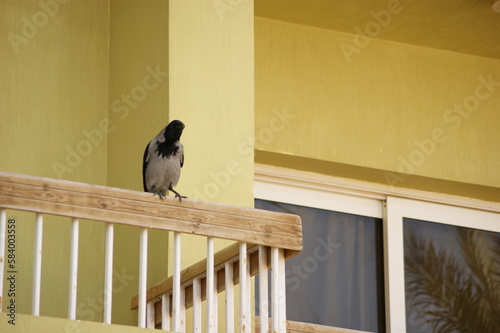 The raven bird is sitting on the balcony.