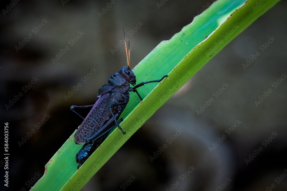 Fototapeta premium grasshopper on a leaf