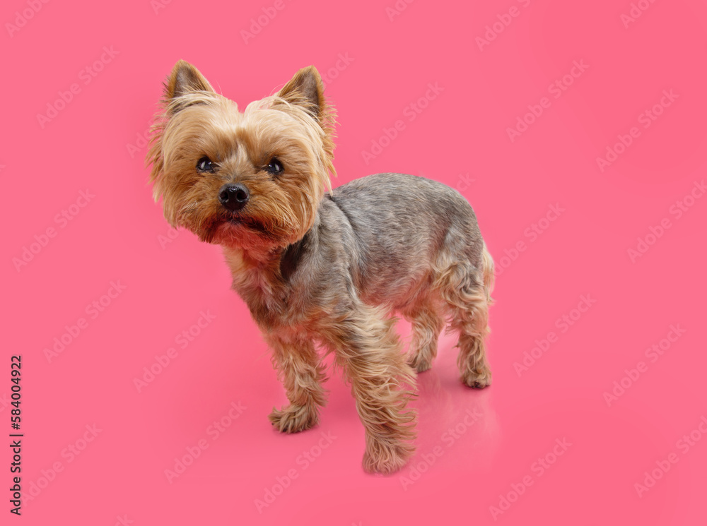 Portrait senior yorkshire dog. Isolated on pink background