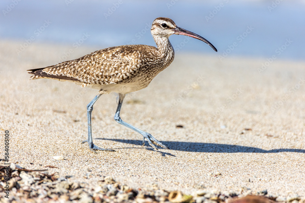 Obraz premium Whimbrel