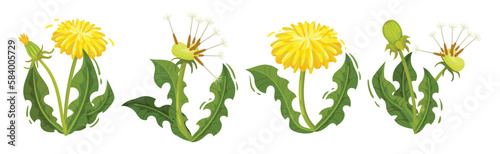 Dandelion Yellow Flower as Meadow Plant with Seeds and Stem Vector Set