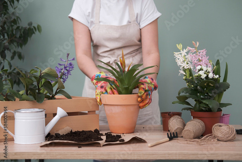 Spring gardening with blooming colorful hyacinths and diffrent flowers in pots for planting on wooden table and woman is planting flower on green background.