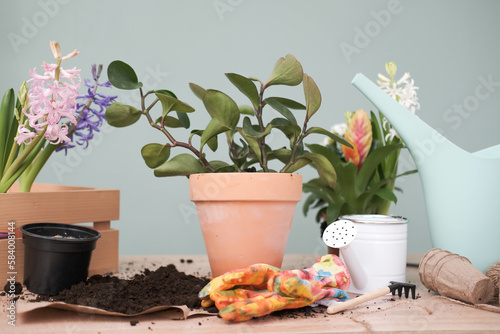 Spring gardening with blooming colorful hyacinths and diffrent flowers in pots for planting on wooden on green background. Womans hobby of growing houseplants concept.