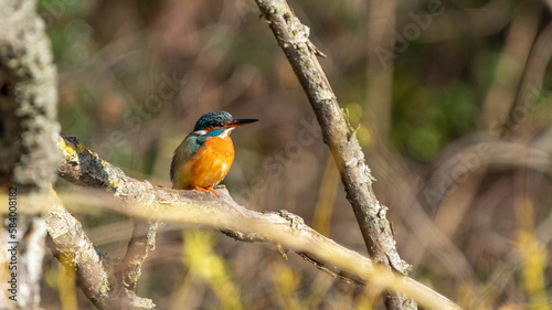 common kingfisher on a branch