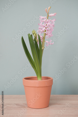 Spring gardening with blooming pink hyacinths in red pot on wooden table in green background.