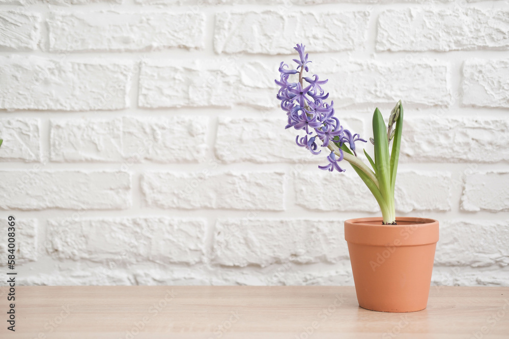 Spring gardening with blooming purple hyacinths in red pot on wooden table in white bricks background. Spring gardening with blooming purple hyacinths in red pot on wooden table in white bricks background.