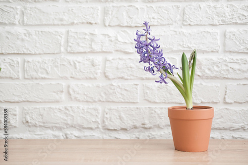 Spring gardening with blooming purple hyacinths in red pot on wooden table in white bricks background.