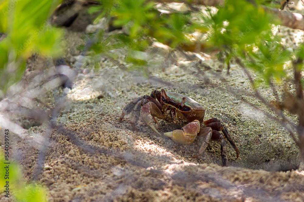 A land crab (Cardisoma carnifex) stands near its sandy hole and looks warily. It is a species of terrestrial crab found in coastal regions from Africa to Polynesia. They live in burrows.