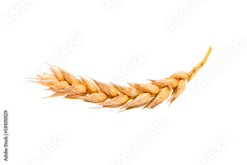 Foto an ear of wheat on a white background