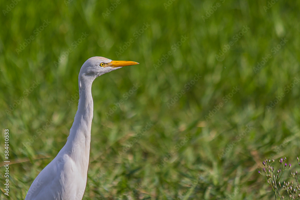 Portrait of a white egret in low green grass. The western cattle egret (white egyptian heron, Bubulcus ibis) is a bird Ardeidae family that lives in the tropics, subtropics and warm temperate zones.
