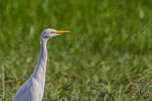 Portrait of a white egret in low green grass. The western cattle egret (white egyptian heron, Bubulcus ibis) is a bird Ardeidae family that lives in the tropics, subtropics and warm temperate zones.