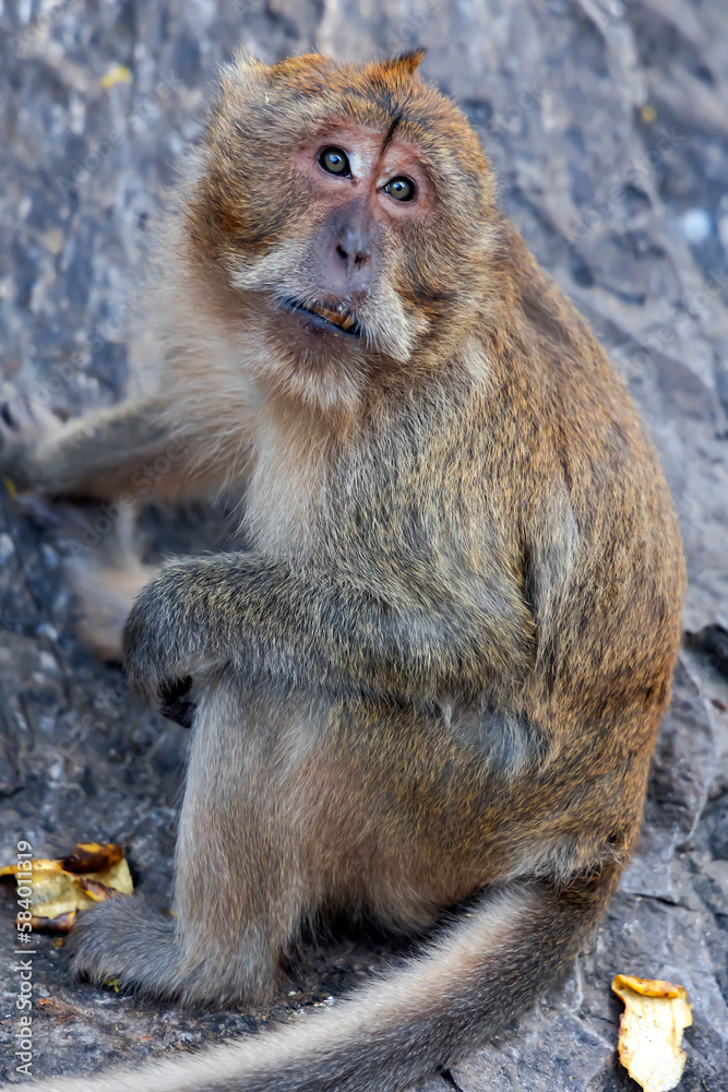 Portrait wild long tailed Macaque eating bananas sitting in Khao Takiab Monkey Mountain, Thailand. The mountain is about 6km south of Hua Hin. Portrait wild long tailed Macaque eating bananas sitting in Khao Takiab Monkey Mountain, Thailand. The mountain is about 6km south of Hua Hin.