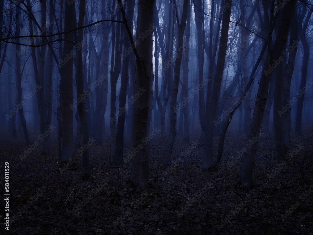 Scary forest at dusk. Fog in the dark woods. Silhouettes of leafless trees. Scary forest at dusk. Fog in the dark woods. Silhouettes of leafless trees.