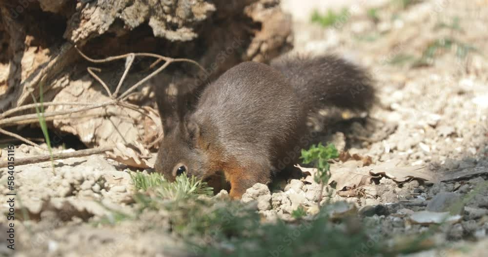 squirrel on the ground, squirrel snacking on nuts/seeds at ground level. squirrel on the ground, squirrel snacking on nuts/seeds at ground level.