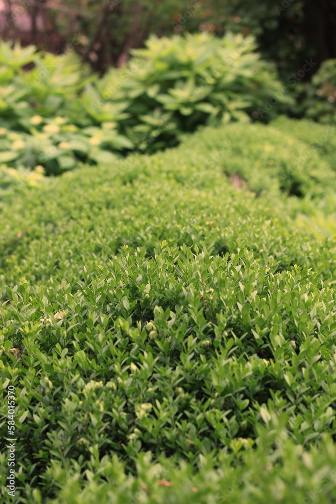green grass background green grass background