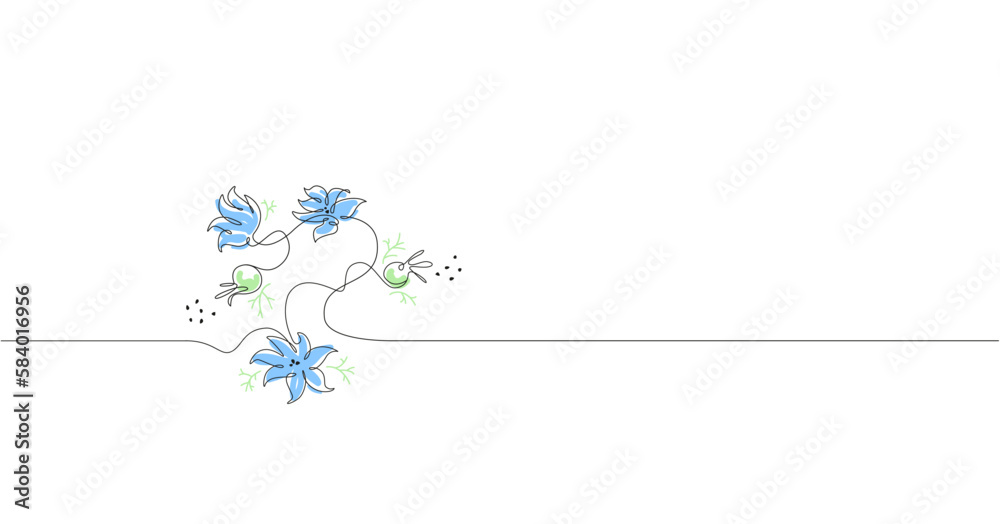Vector illustration of love-in-a-mist plant. Simple line art with the seeds and flowers of devil-in-the-bush plant.