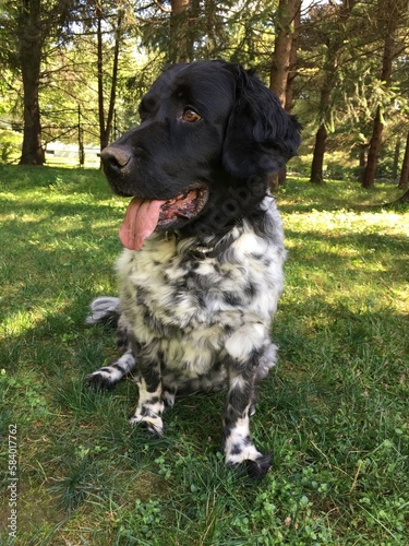 Stabyhoun dog in garden in Connecticut photo