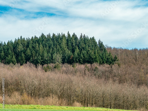 Wiederaufgeforsteter Mischwald
