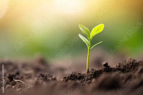 plant in the ground growth life earth nature 