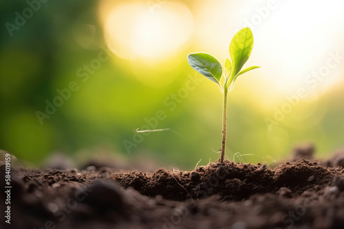 plant in the ground growth life earth nature