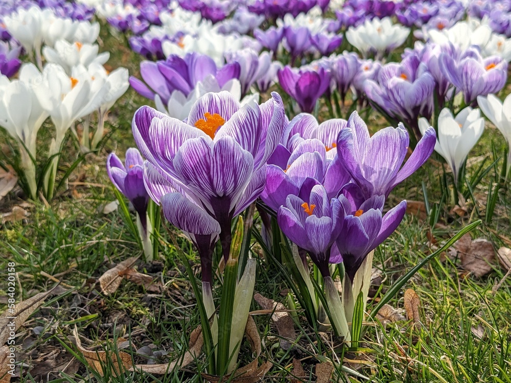 Naklejka premium Blooming spring crocuses