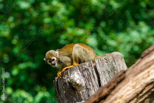 Common Squirrel Monkey. © Josef
