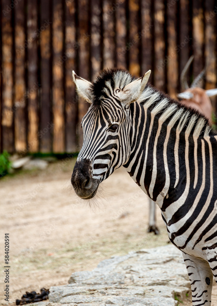 Zebra.