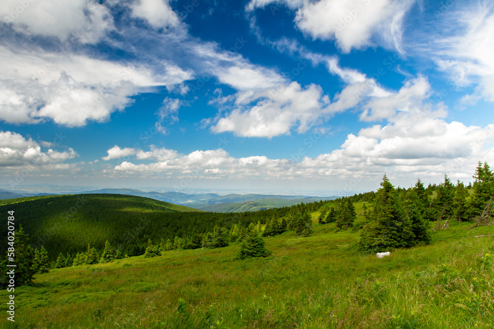 Summer forest in mountains.