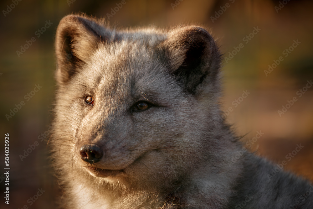 Portrait of Arctic fox. Portrait of Arctic fox.