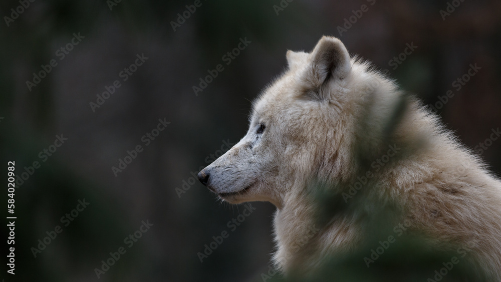 Arctic wolf