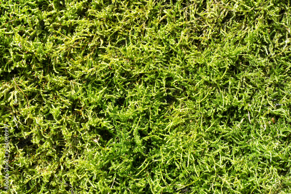 Green moss closeup texture. Forest ground macro background. Moss growing on stone. Turf texture. Foliage green plant pattern. Lichen detailed macro backdrop.