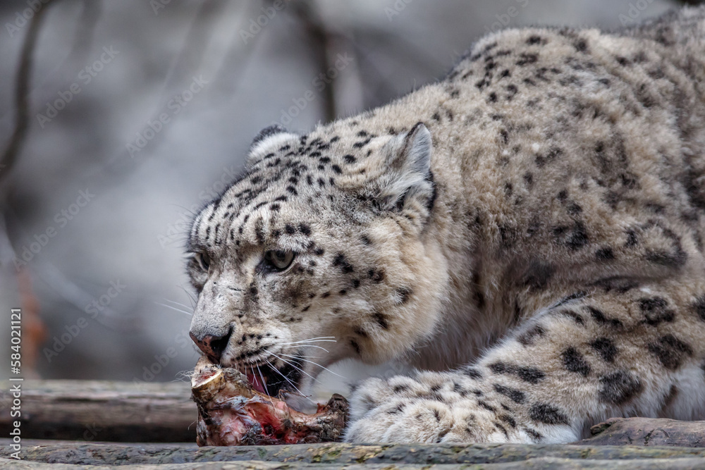 Naklejka premium Snow leopard (Irbis)