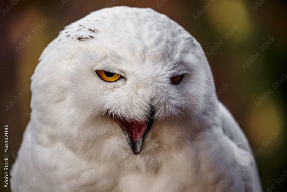 Snowy owl Snowy owl