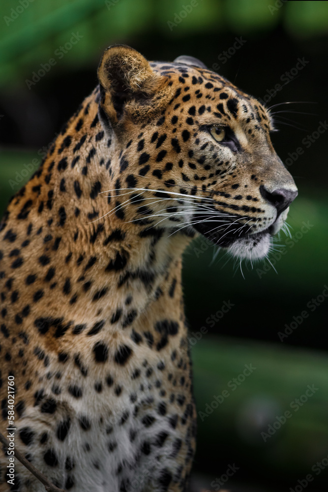 Sri Lankan leopard Sri Lankan leopard
