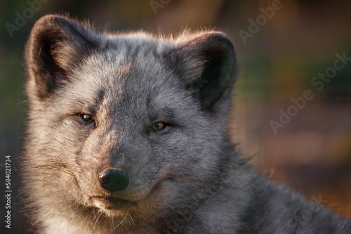 Portrait of Arctic fox.