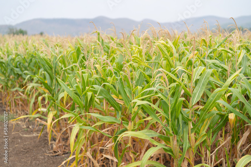 Organic corn or maize field  economic traditional plant from Thailand. Nature background.