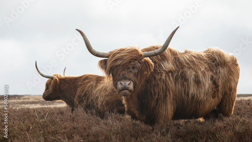 Two Highland cattle cows with large horns on barren moorland 