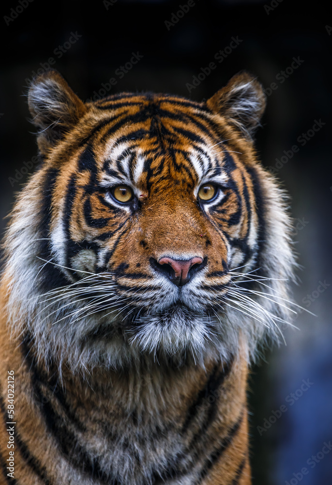 Fototapeta premium Tiger