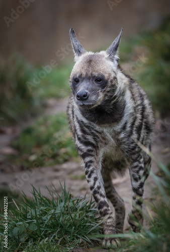 Striped hyena