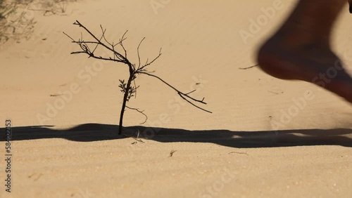 A man walks on the hot sand, barefoot steps near a small bush, the largest desert in Europe Oleshki sands in the Kherson region in southern Ukraine. photo