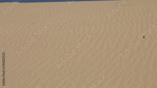 Sand waves on a dune in Europe's largest desert, Oleshki sands, wind blowing sand on a hot summer day photo