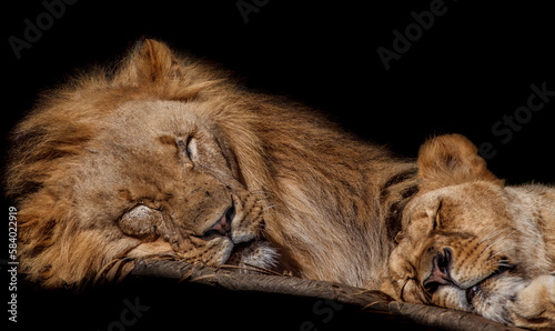 Sleeping lions.