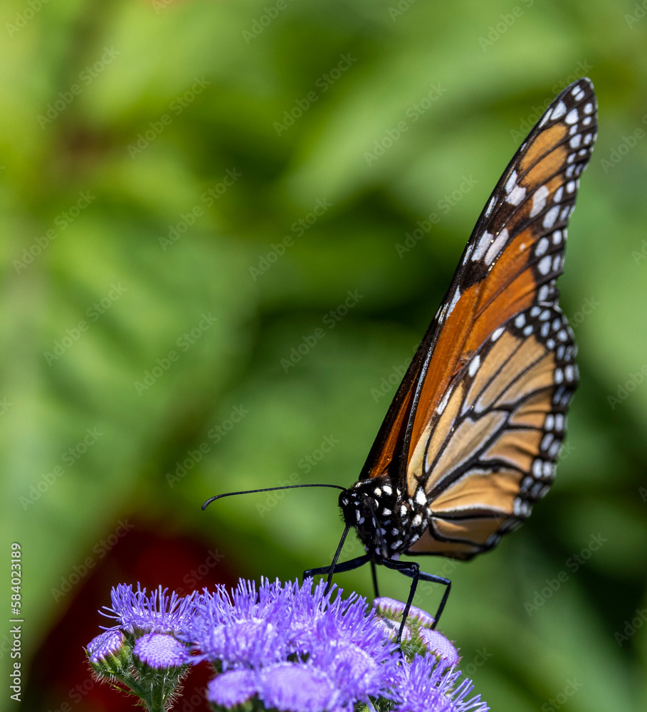 Monarch butterfly on purple flowers.