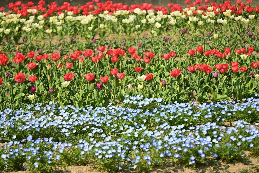 A view of a field of flowers being tended in spring. Background material for farm work.